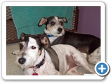 dod_dogs_3