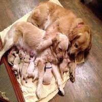 pet grooming