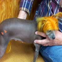 cat grooming
