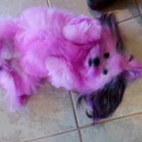 pet groomers
